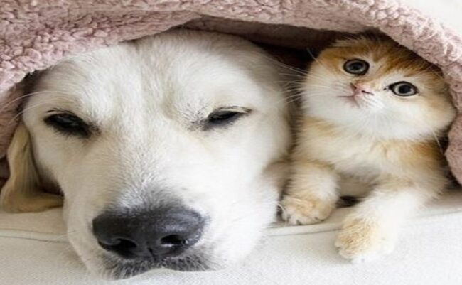 فواید 7 گانه حیوانات خانگی در زندگی سالمندان