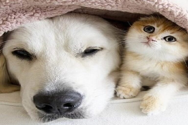 فواید 7 گانه حیوانات خانگی در زندگی سالمندان