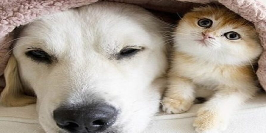 فواید 7 گانه حیوانات خانگی در زندگی سالمندان