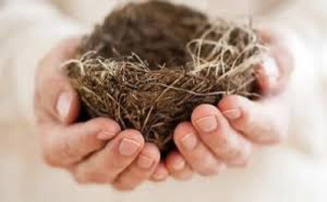  سالمندی و سندرم آشیانه خالی