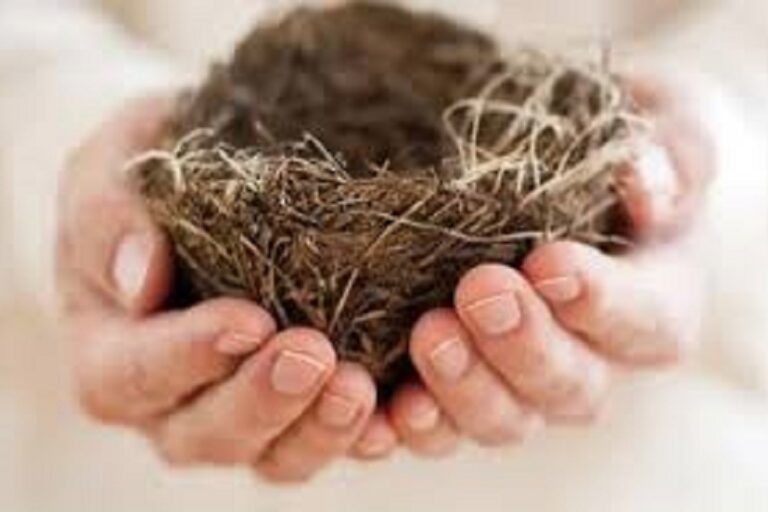  سالمندی و سندرم آشیانه خالی