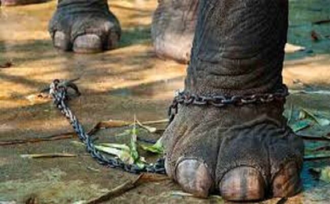 درماندگی آموخته شده در سالمندی درماندگی آموخته شده در سالمندی