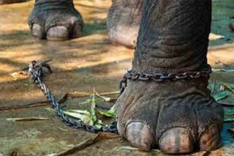 درماندگی آموخته‌ شده در سالمندی