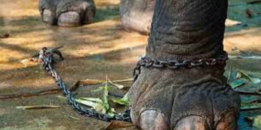 درماندگی آموخته‌ شده در سالمندی